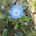 Nemophila phacelioides Цвят