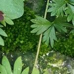 Potentilla intermedia Blad