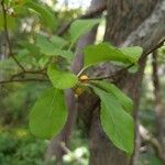 Celastrus orbiculatus Leaf