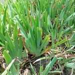 Iris pumila Φύλλο