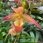 Phragmipedium longifolium Кветка