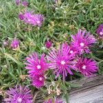 Delosperma cooperi Habitus