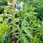 Amsonia elliptica Flor