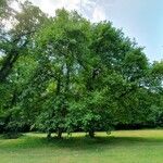 Liriodendron tulipifera Autre