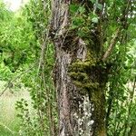 Populus nigra Corteccia