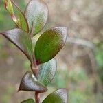 Carissa spinarum Leaf