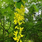 Laburnum anagyroides Fleur
