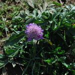 Knautia arvensis Flower