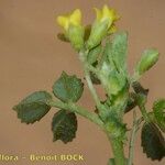 Medicago laciniata Övriga