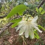 Passiflora subpeltata Flor