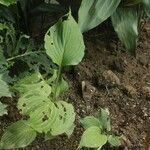 Hosta ventricosa Blatt