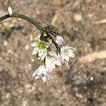 Nothoscordum gracile Blüte