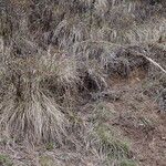 Calamagrostis scabrescens عادت