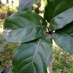 Terminalia superba Hoja