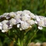 Achillea roseo-alba Inny