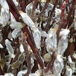 Salix discolor Blüte