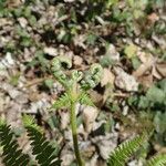 Pteridium aquilinum 葉