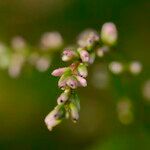 Persicaria hydropiper Цвят