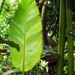 Etlingera elatior Leaf