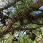 Pinus echinata Fruto
