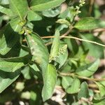 Ocimum americanum Hábito