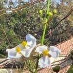 Sagittaria lancifolia Fiore
