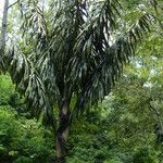 Arenga pinnata Bark