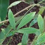 Zanthoxylum asiaticum पत्ता