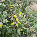 Quercus rotundifolia Fruit