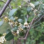 Ilex vomitoria Blatt