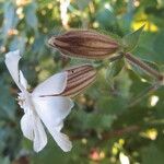 Silene latifolia Flors