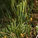 Lycopodium × oellgaardii Habit