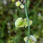 Rumex scutatus Fruto