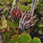 Protea cynaroides Hedelmä