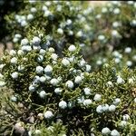 Juniperus californica 果実