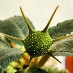 Dorstenia foetida Žiedas