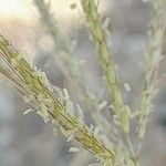 Dichanthium annulatum Flower