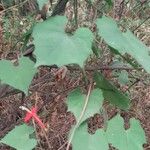 Ipomoea hederifolia Fuelha