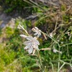 Asphodelus fistulosus 花