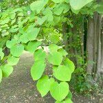 Cercidiphyllum japonicum 葉