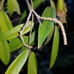 Paramachaerium gruberi Leaf