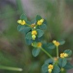 Euphorbia illirica 花