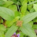 Prunella vulgaris 葉