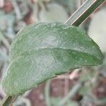 Cissus quadrangularis Blatt