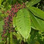 Miconia trinervia Leaf