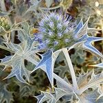 Eryngium maritimumKukka