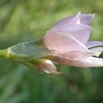 Allium narcissiflorum Blüte