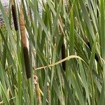 Typha × glauca Fruit