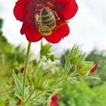 Potentilla thurberi 花