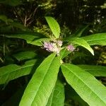 Decodon verticillatus Flower